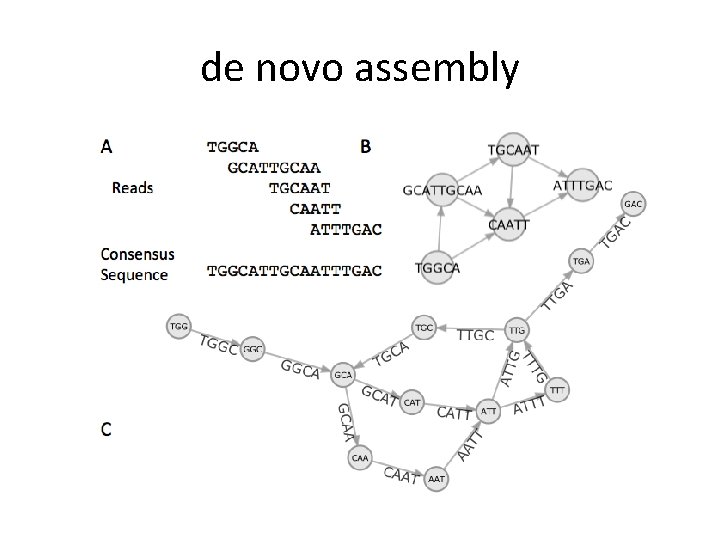 de novo assembly 