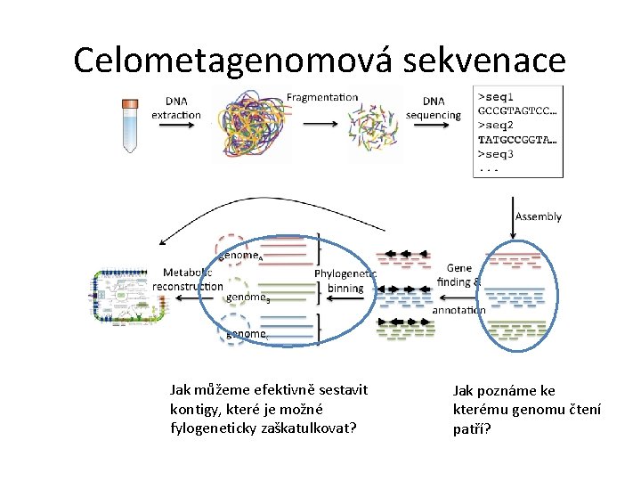 Celometagenomová sekvenace Jak můžeme efektivně sestavit kontigy, které je možné fylogeneticky zaškatulkovat? Jak poznáme