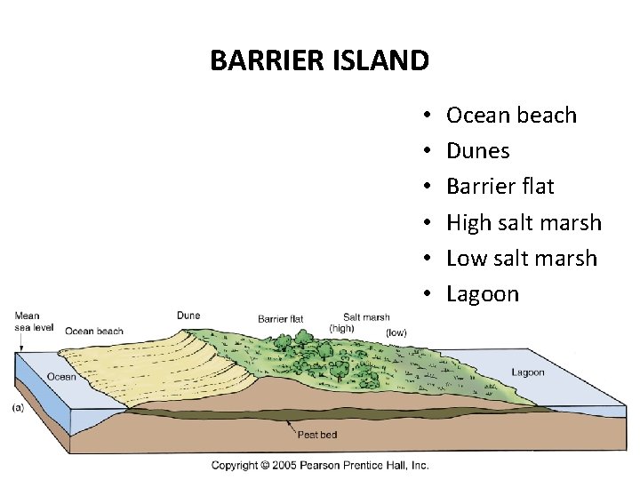 BARRIER ISLAND • • • Ocean beach Dunes Barrier flat High salt marsh Low