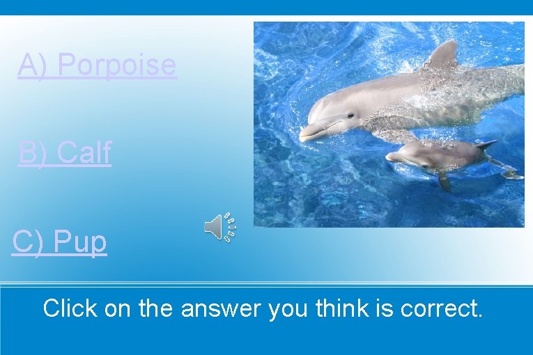 A) Porpoise B) Calf C) Pup Click on the answer you think is correct.