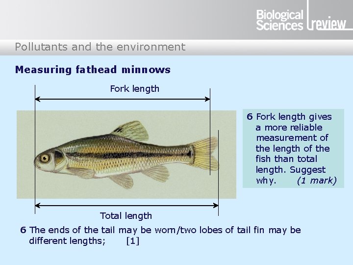 Pollutants and the environment Measuring fathead minnows Fork length 6 Fork length gives a Pollutants and the environment Measuring fathead minnows Fork length 6 Fork length gives a