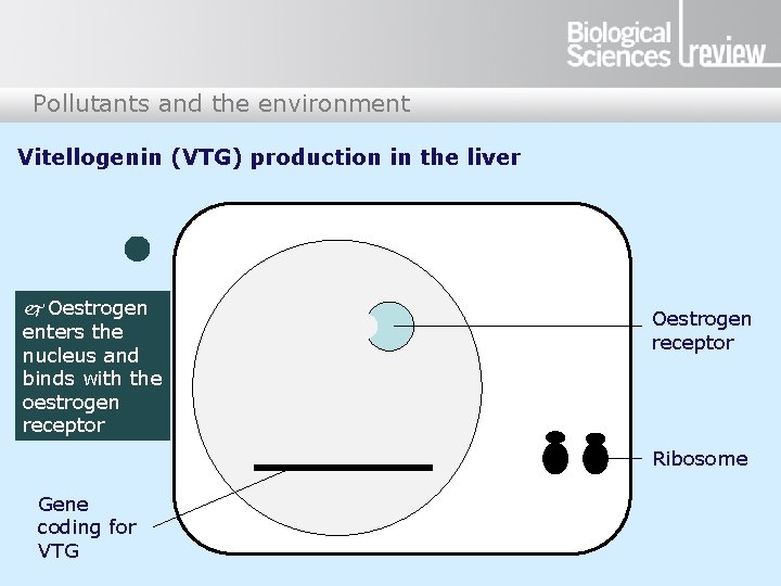 Pollutants and the environment Vitellogenin (VTG) production in the liver j Oestrogen enters the Pollutants and the environment Vitellogenin (VTG) production in the liver j Oestrogen enters the
