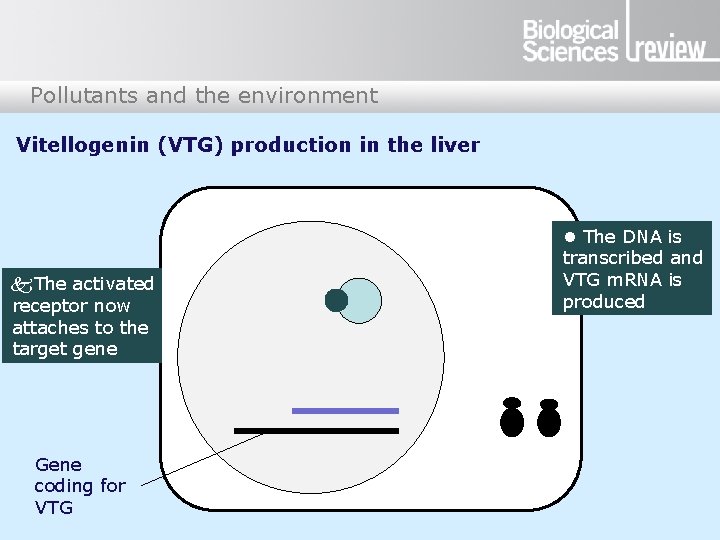 Pollutants and the environment Vitellogenin (VTG) production in the liver k. The activated receptor Pollutants and the environment Vitellogenin (VTG) production in the liver k. The activated receptor