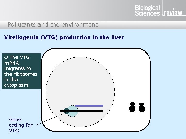 Pollutants and the environment Vitellogenin (VTG) production in the liver m The VTG m. Pollutants and the environment Vitellogenin (VTG) production in the liver m The VTG m.