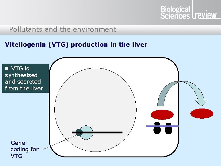 Pollutants and the environment Vitellogenin (VTG) production in the liver n VTG is synthesised Pollutants and the environment Vitellogenin (VTG) production in the liver n VTG is synthesised