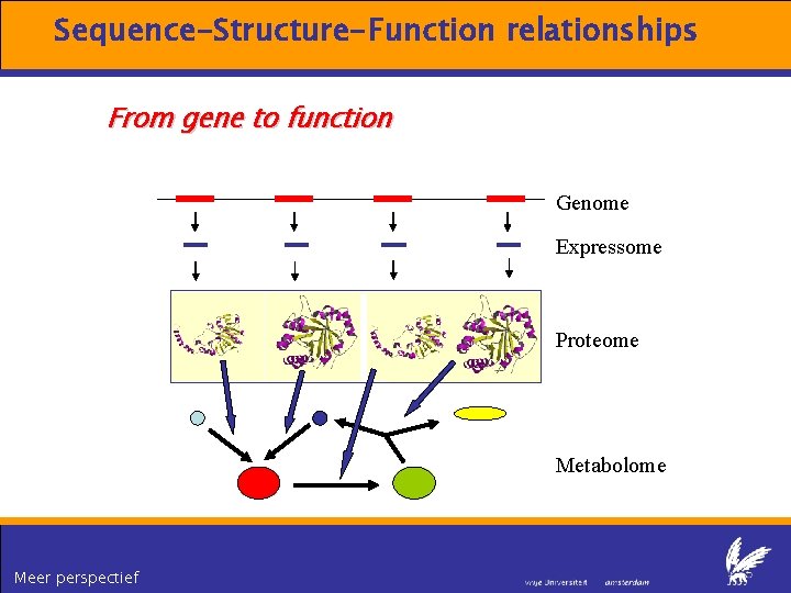 Sequence-Structure-Function relationships From gene to function Genome Expressome Proteome TERTIARY STRUCTURE (fold) Metabolome Meer