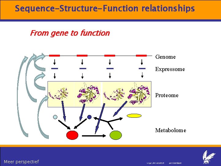 Sequence-Structure-Function relationships From gene to function Genome Expressome Proteome TERTIARY STRUCTURE (fold) Metabolome Meer