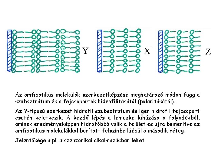 Az amfipatikus molekulák szerkezetképzése meghatározó módon függ a szubsztrátum és a fejcsoportok hidrofilitásától (polaritásától).