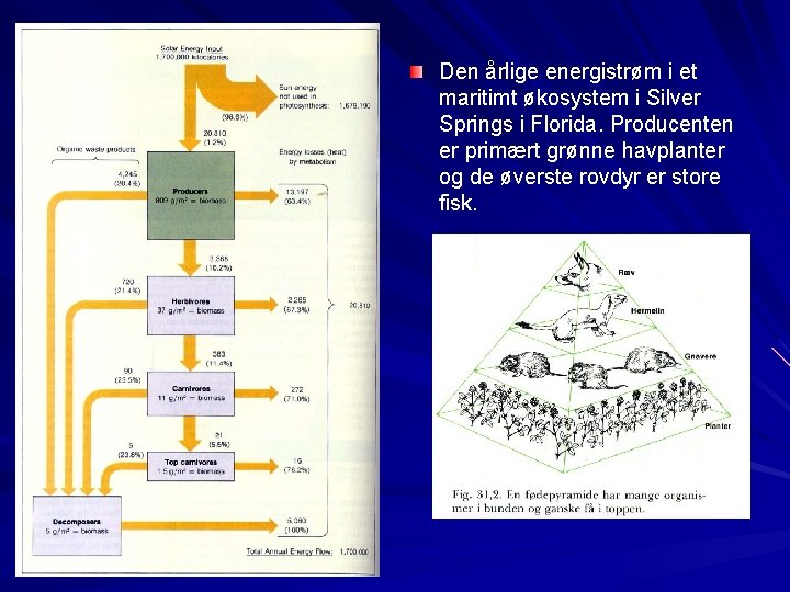 Den årlige energistrøm i et maritimt økosystem i Silver Springs i Florida. Producenten er