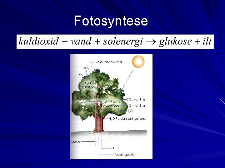 Fotosyntese 