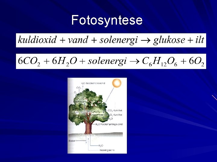 Fotosyntese 