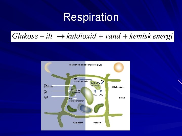 Respiration 