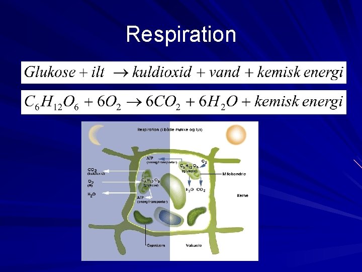 Respiration 