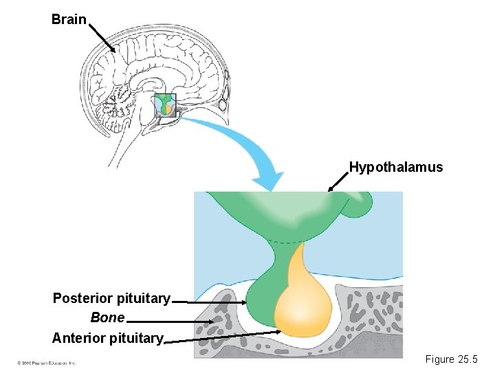 Brain Hypothalamus Posterior pituitary Bone Anterior pituitary Figure 25. 5 