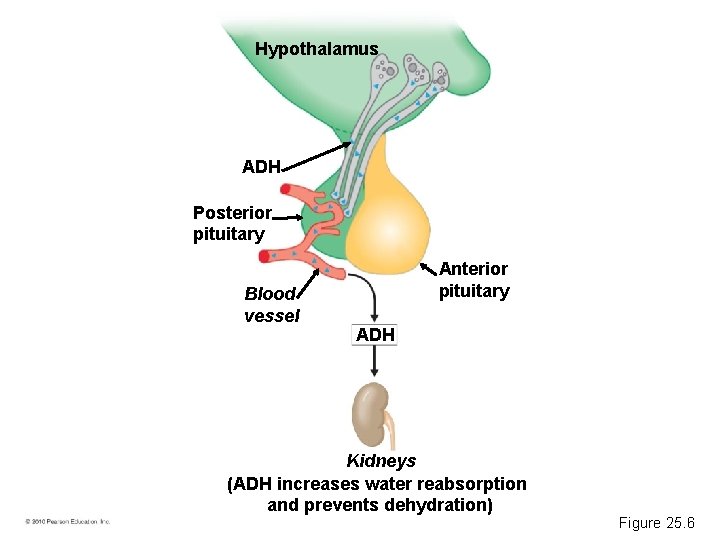 Hypothalamus ADH Posterior pituitary Blood vessel Anterior pituitary ADH Kidneys (ADH increases water reabsorption
