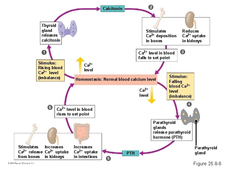 Calcitonin Thyroid gland releases calcitonin Stimulates Ca 2+ deposition in bones Reduces Ca 2+