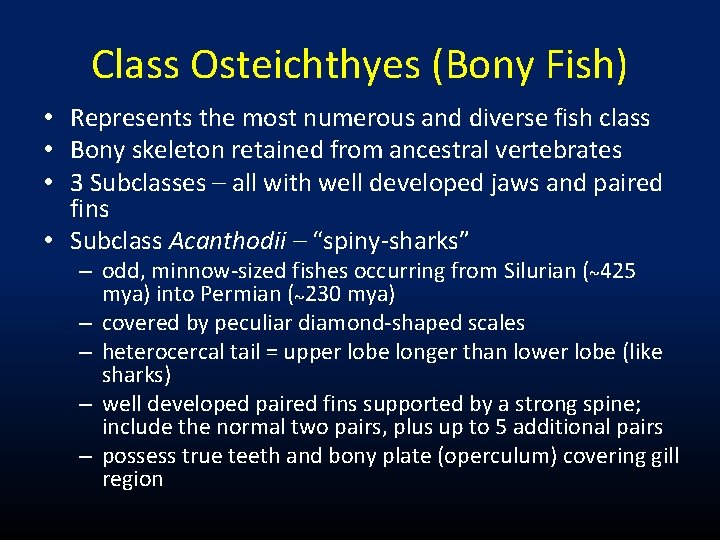 Class Osteichthyes (Bony Fish) • Represents the most numerous and diverse fish class •