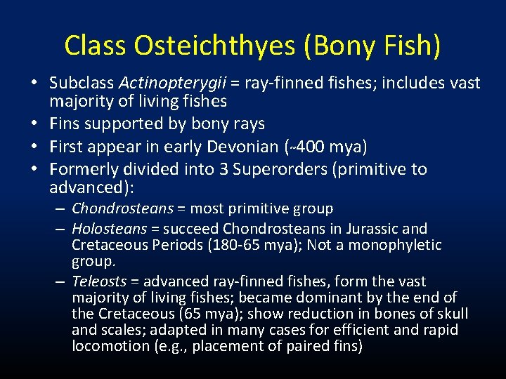Class Osteichthyes (Bony Fish) • Subclass Actinopterygii = ray-finned fishes; includes vast majority of