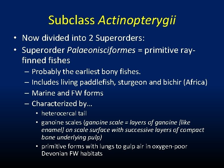 Subclass Actinopterygii • Now divided into 2 Superorders: • Superorder Palaeonisciformes = primitive rayfinned