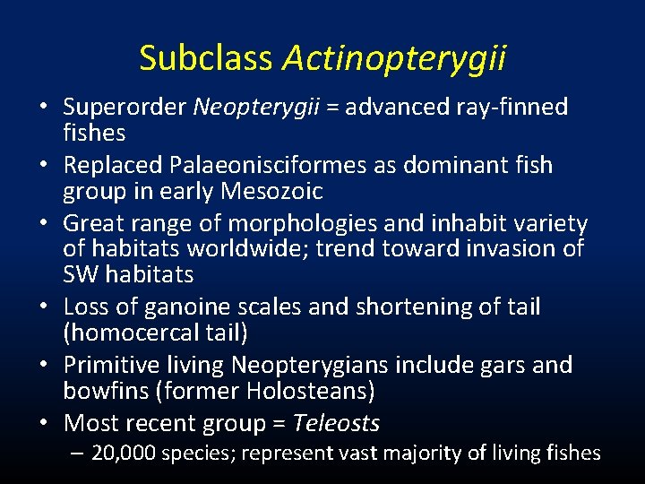 Subclass Actinopterygii • Superorder Neopterygii = advanced ray-finned fishes • Replaced Palaeonisciformes as dominant