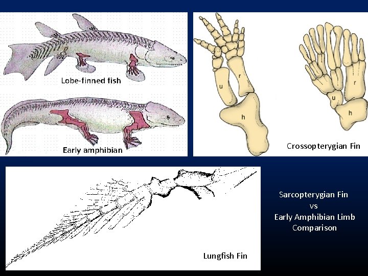 Crossopterygian Fin Sarcopterygian Fin vs Early Amphibian Limb Comparison Lungfish Fin 