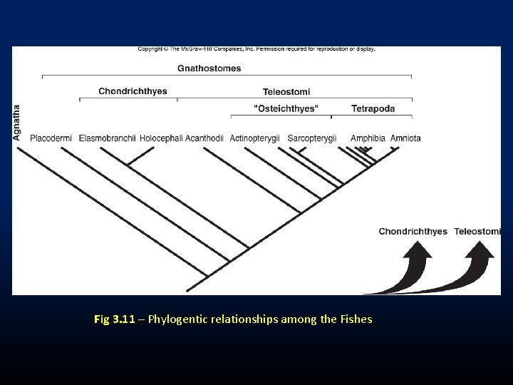 Fig 3. 11 – Phylogentic relationships among the Fishes 