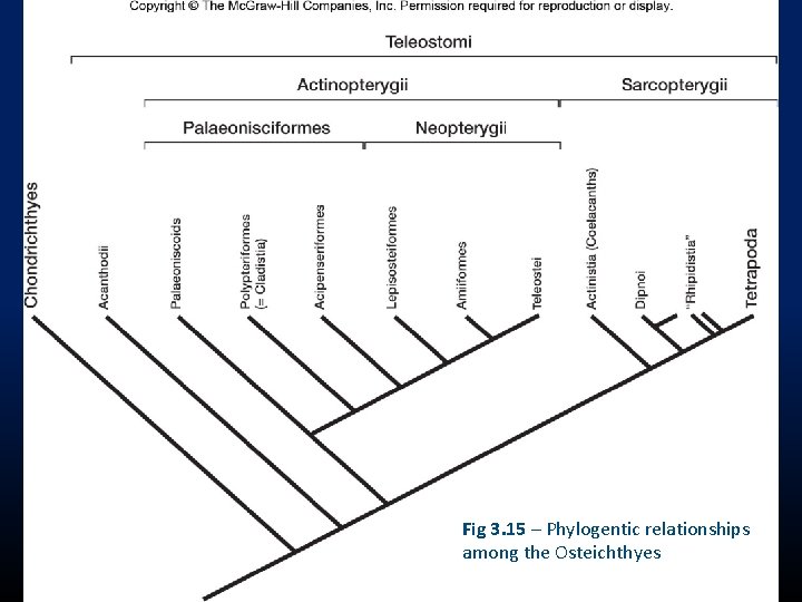 Fig 3. 15 – Phylogentic relationships among the Osteichthyes 