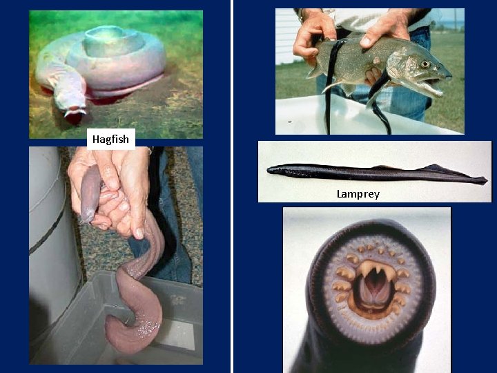 Hagfish Lamprey 