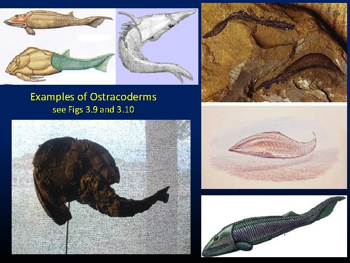 Examples of Ostracoderms see Figs 3. 9 and 3. 10 