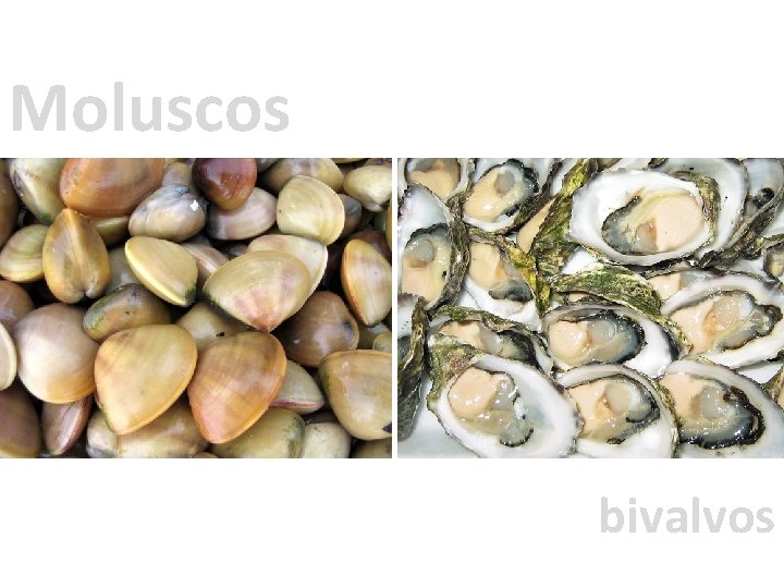 Moluscos bivalvos 
