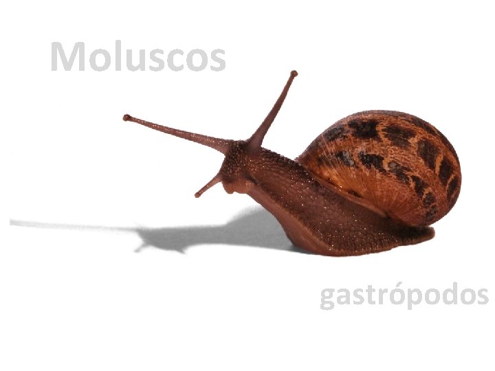 Moluscos gastrópodos 