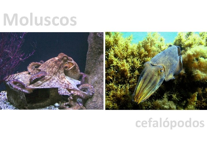 Moluscos cefalópodos 
