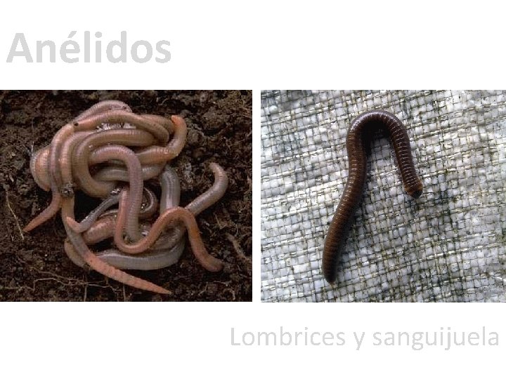 Anélidos Lombrices y sanguijuela 