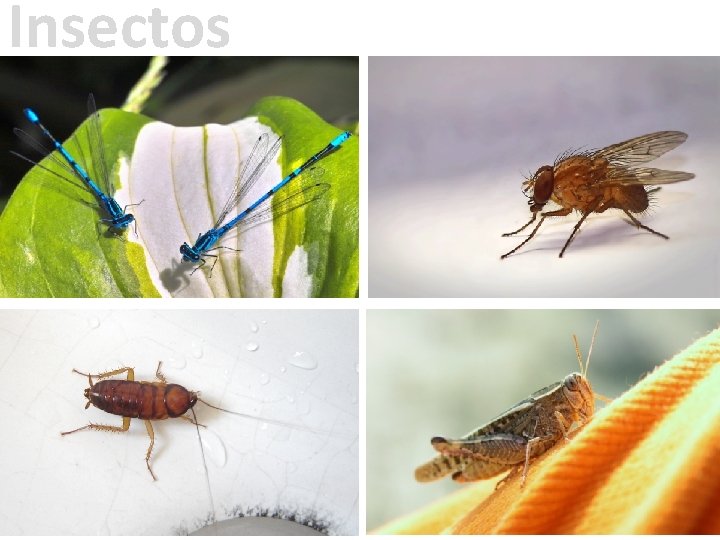 Insectos 