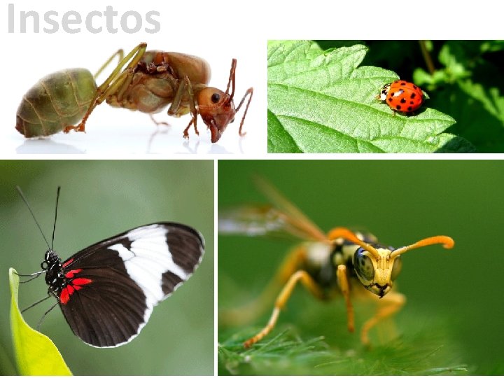 Insectos 