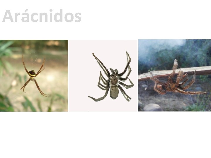 Arácnidos 