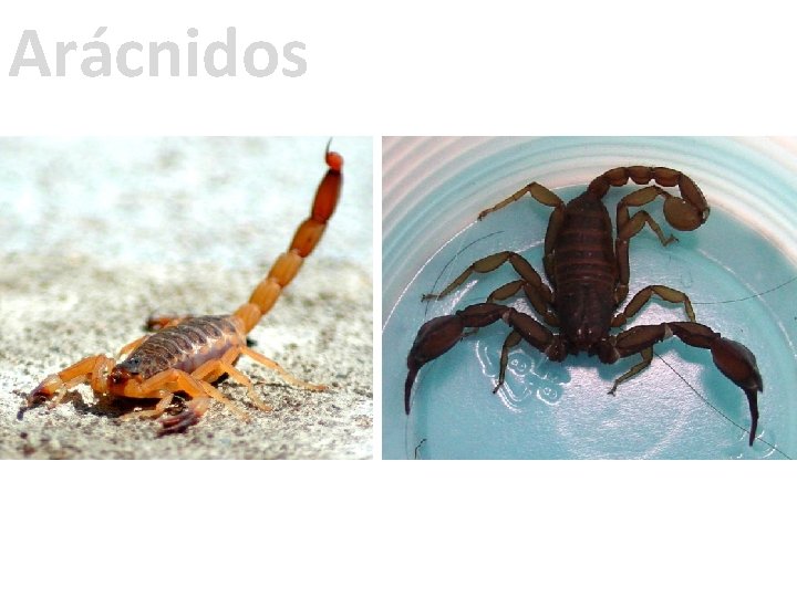 Arácnidos 