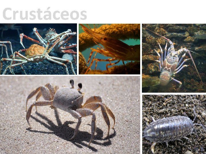 Crustáceos 
