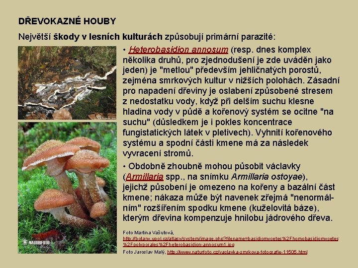 DŘEVOKAZNÉ HOUBY Největší škody v lesních kulturách způsobují primární parazité: • Heterobasidion annosum (resp.