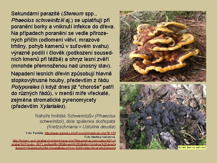 Sekundární parazité (Stereum spp. , Phaeolus schweinitziii aj. ) se uplatňují při poranění borky