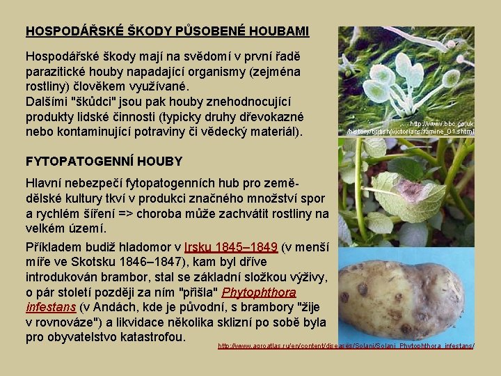 HOSPODÁŘSKÉ ŠKODY PŮSOBENÉ HOUBAMI Hospodářské škody mají na svědomí v první řadě parazitické houby