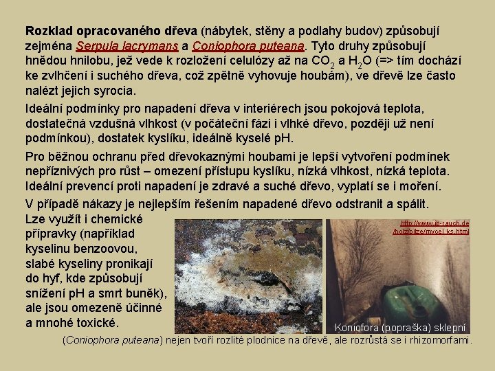 Rozklad opracovaného dřeva (nábytek, stěny a podlahy budov) způsobují zejména Serpula lacrymans a Coniophora