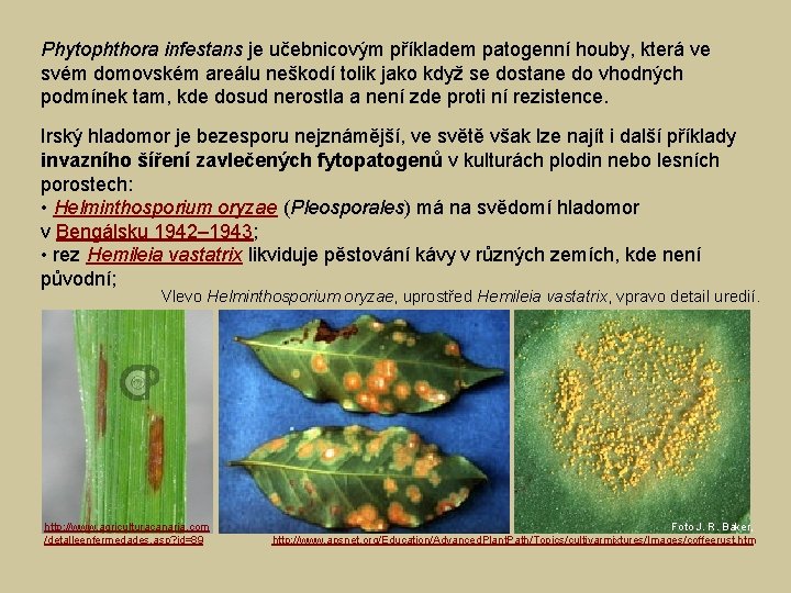 Phytophthora infestans je učebnicovým příkladem patogenní houby, která ve svém domovském areálu neškodí tolik
