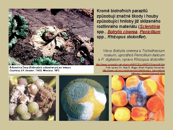 Kromě biotrofních parazitů způsobují značné škody i houby způsobující hniloby již sklizeného rostlinného materiálu