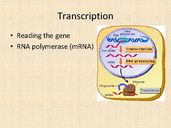 Transcription • Reading the gene • RNA polymerase (m. RNA) 