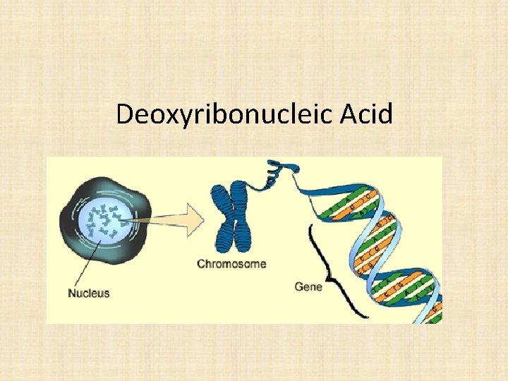 Deoxyribonucleic Acid 
