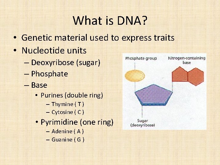 What is DNA? • Genetic material used to express traits • Nucleotide units –