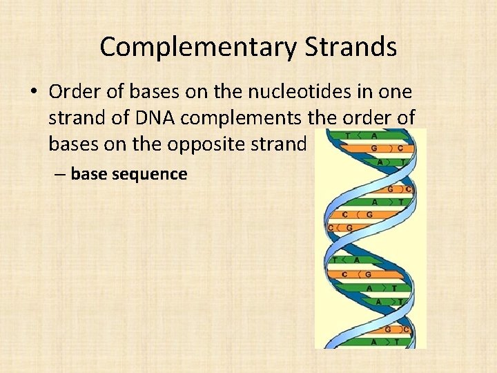 Complementary Strands • Order of bases on the nucleotides in one strand of DNA