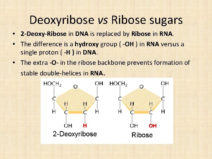 Deoxyribose vs Ribose sugars • 2 -Deoxy-Ribose in DNA is replaced by Ribose in