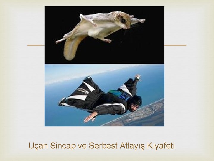  Uçan Sincap ve Serbest Atlayış Kıyafeti 